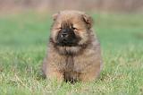 CHOW CHOW 331